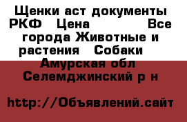 Щенки аст документы РКФ › Цена ­ 15 000 - Все города Животные и растения » Собаки   . Амурская обл.,Селемджинский р-н